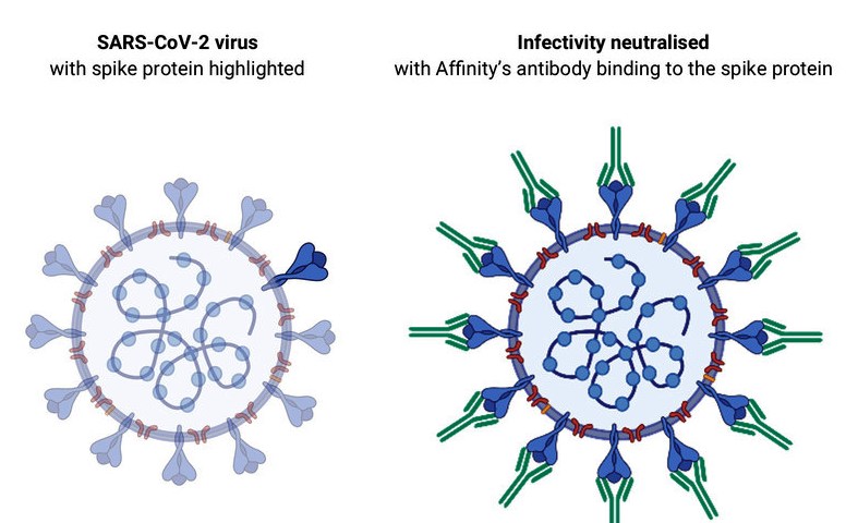 SARS-CoV-2-virus-spike